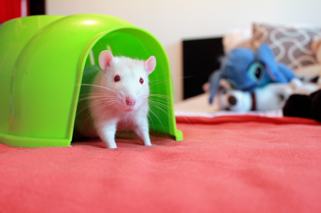 éliminez les rats efficacement grâce à des solutions adaptées pour protéger votre maison et prévenir toute nouvelle infestation.